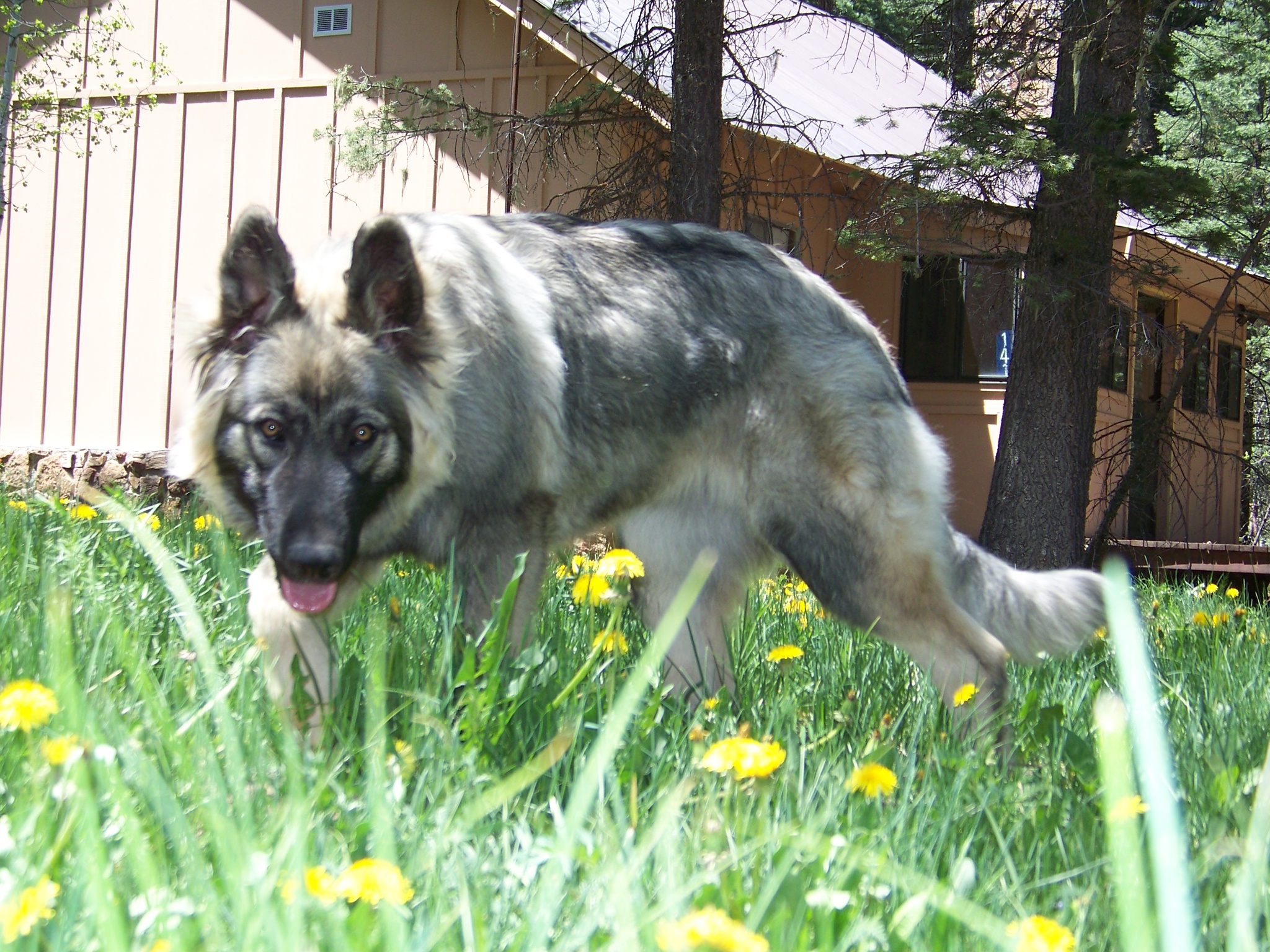 Breed Temperament mechanics training