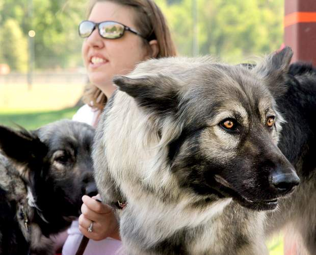 American alsatian hot sale dire wolf